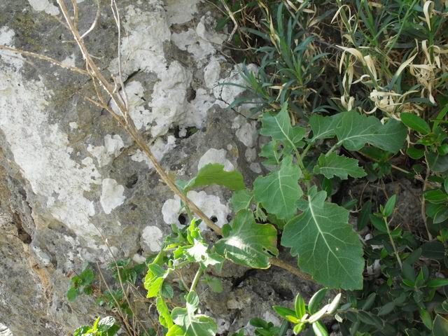 Brassicaceae - Brassica sp.